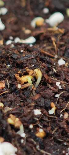 Growreport Bild 16