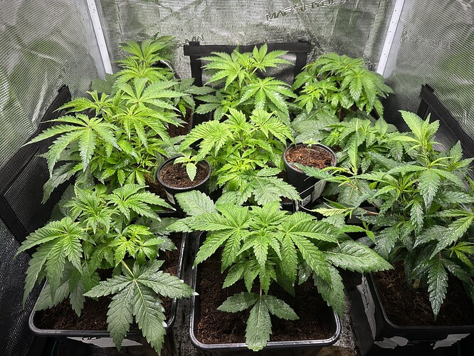 Growreport Bild 4