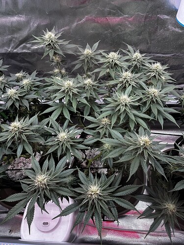 Growreport Bild 20