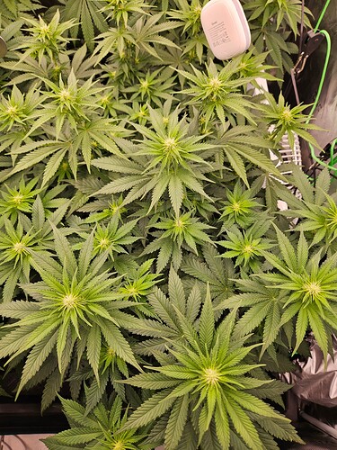 Growreport Bild 17