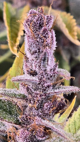 Growreport Bild 19