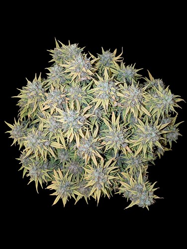 Growreport Bild 4