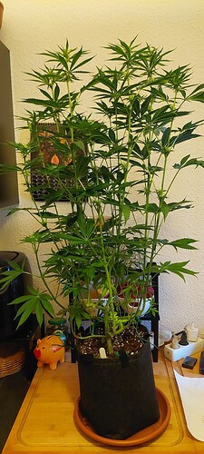 Growreport Bild 3