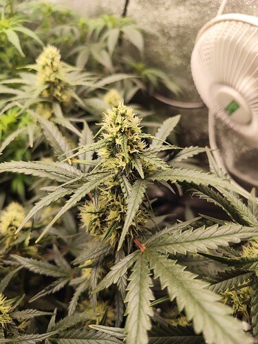 Growreport Bild 3