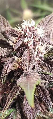 Screenshot_2024-10-17-15-35-02-531_com.miui.gallery