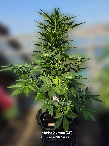 Mandarine XL Auto (Ganja Farmer)
