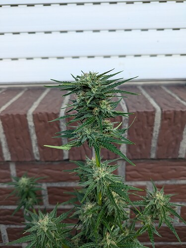 PXL_20240720_070145979