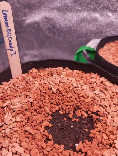 IMG_20241117_194743 - Kopie