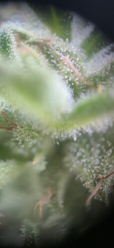 Growreport Bild 17