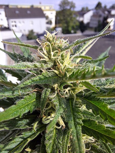 Growreport Bild 5