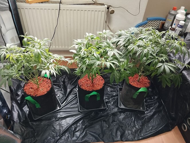 Growreport Bild 2