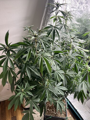 Growreport Bild 1
