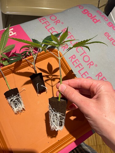 Growreport Bild 14