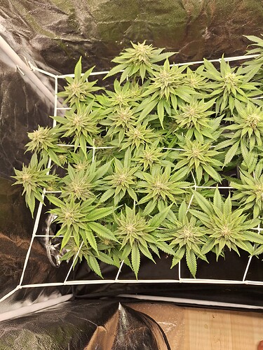Growreport Bild 1