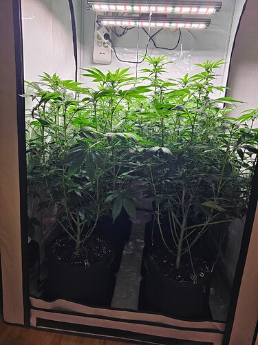 Growreport Bild 2