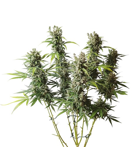 Growreport Bild 3