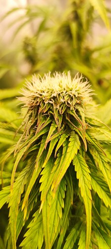 Growreport Bild 24