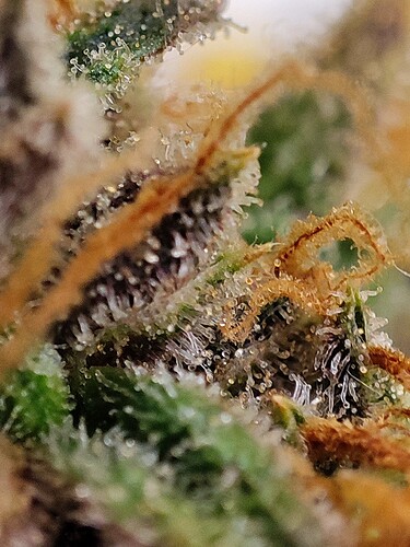 Growreport Bild 95