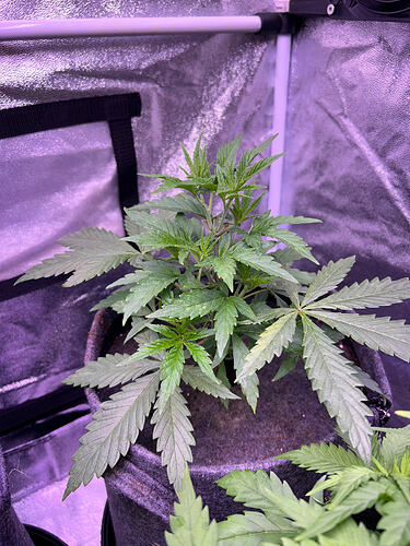 Eine junge Cannabispflanze in einem Stofftopf innerhalb eines Grow-Zelts unter LED-Beleuchtung.