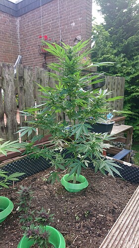 Growreport Bild 1
