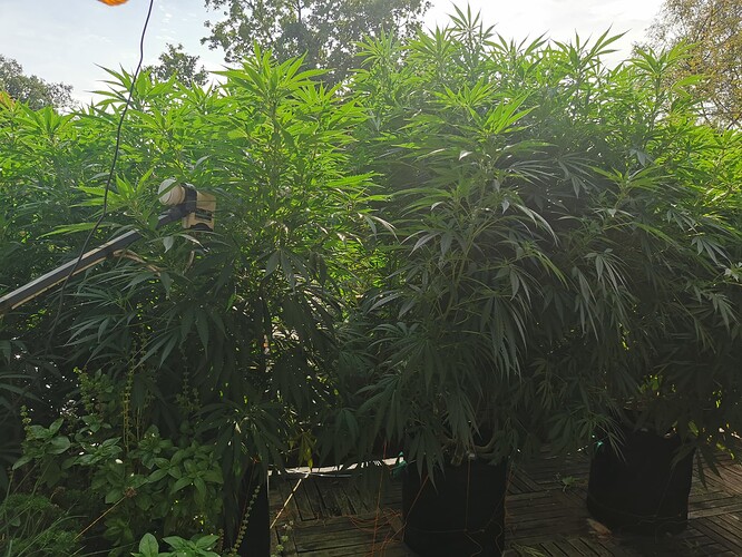 Growreport Bild 18