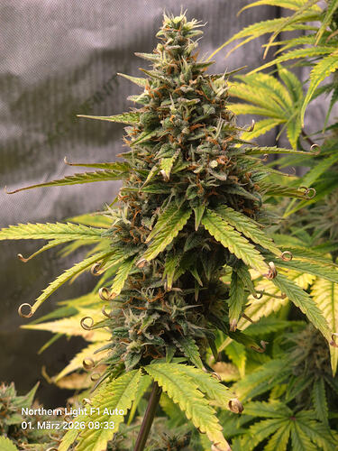Ein detailliertes Foto eines Cannabis-Buds der Sorte Northern Light F1 Auto, aufgenommen am 1. März 2026.