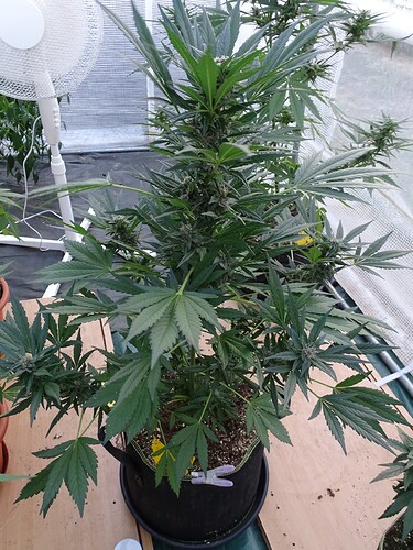 Growreport Bild 6