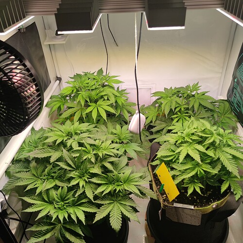 Growreport Bild 34