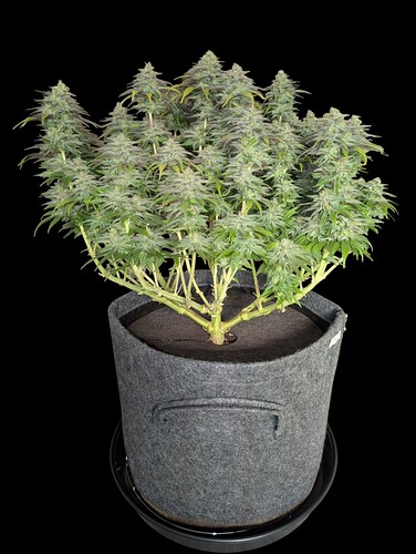 PXL_20250405_191835326