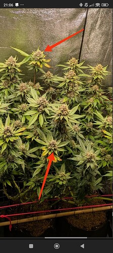 Growreport Bild 4