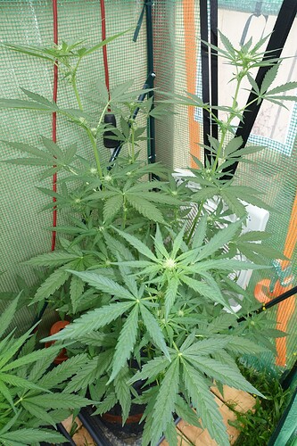 Growreport Bild 4