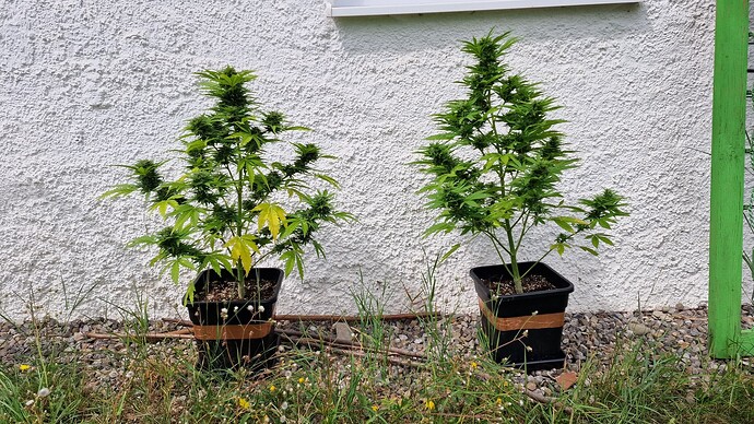 Growreport Bild 47