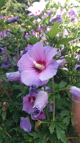 Growreport Bild 66
