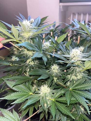 Cheese 19624 Bud 1