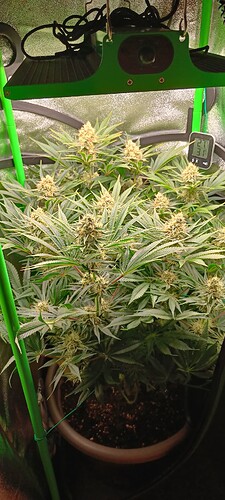 Growreport Bild 2