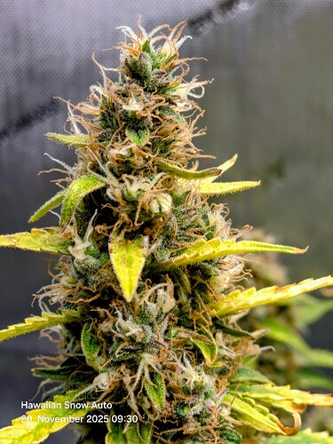 Growreport Bild 3