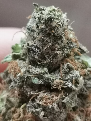Growreport Bild 2