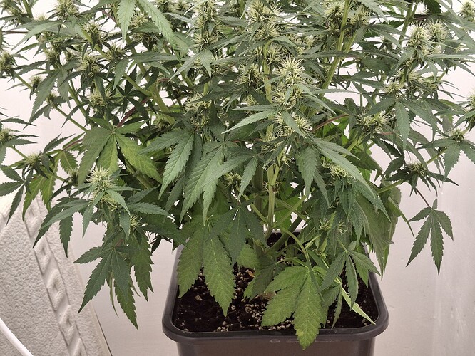 pre_02