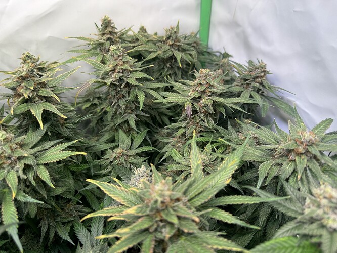 Growreport Bild 53