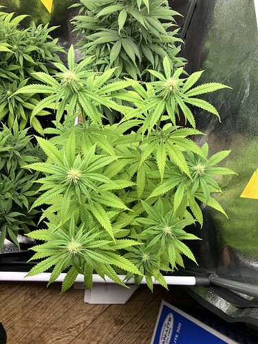 Growreport Bild 10