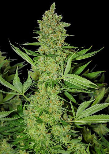 og-kush-fast-version