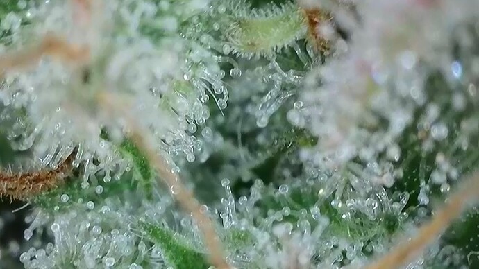 Growreport Bild 58