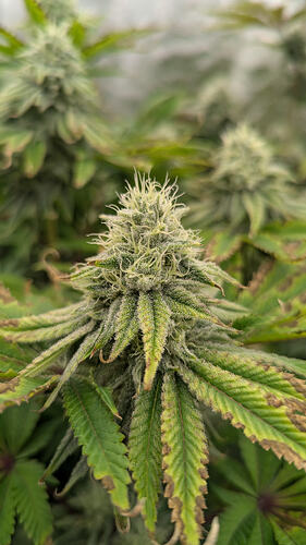 Nahaufnahme eines Cannabis-Buds in der Blütephase, mit sichtbaren Trichomen und Anzeichen von Nährstoffmangel an den Blättern.