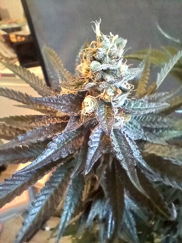 Growreport Bild 14