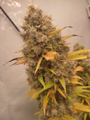 Growreport Bild 8