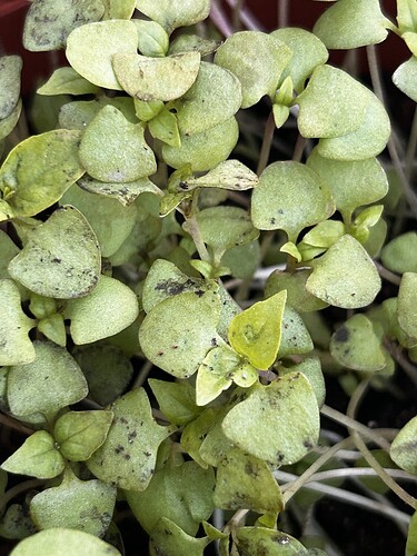Growreport Bild 24