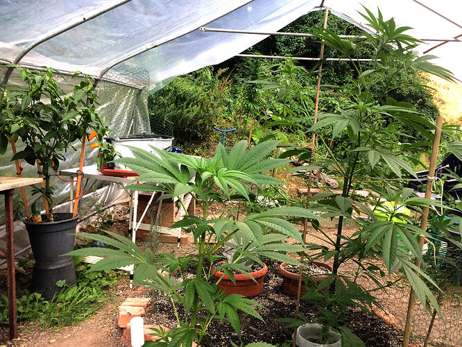 Grow26071727