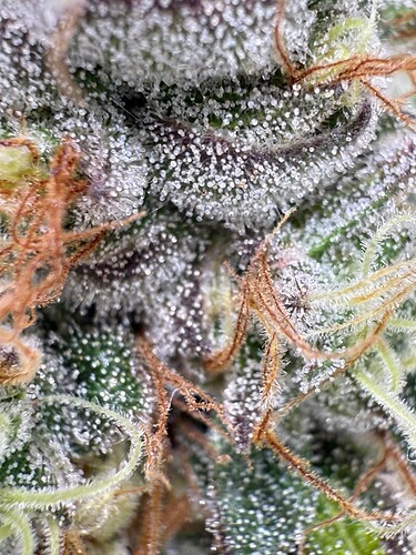 Growreport Bild 12