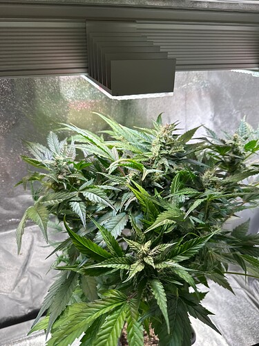 Growreport Bild 19