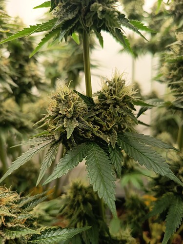 Growreport Bild 43